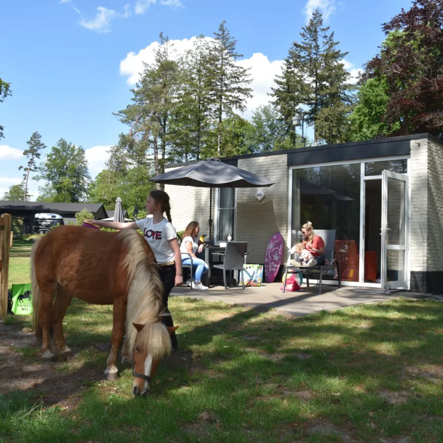 Dolle Pony Dagen Camping mit Reitschule Ponypflege Ommen 4