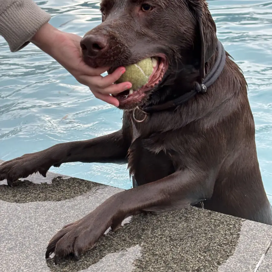 Hundecamping Niederlande Hund splash