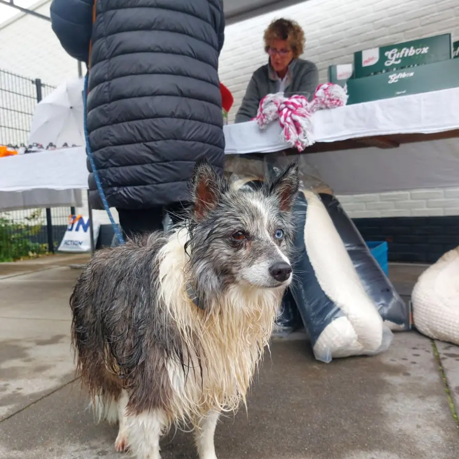 Hundecampingplatz Niederlande dog splash 1