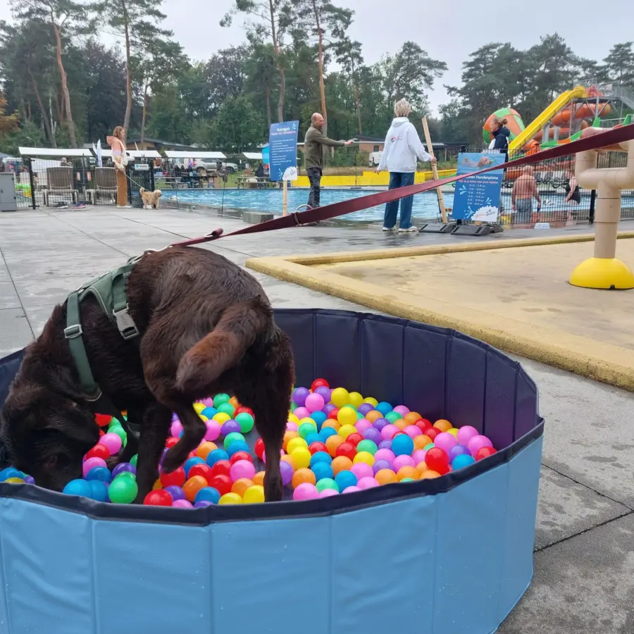 Hundecampingplatz Niederlande dog splash 3