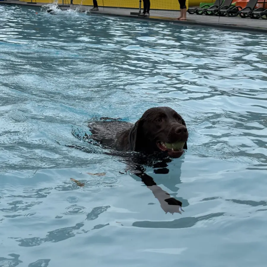 Hundecampingplatz Niederlande dog splash 4