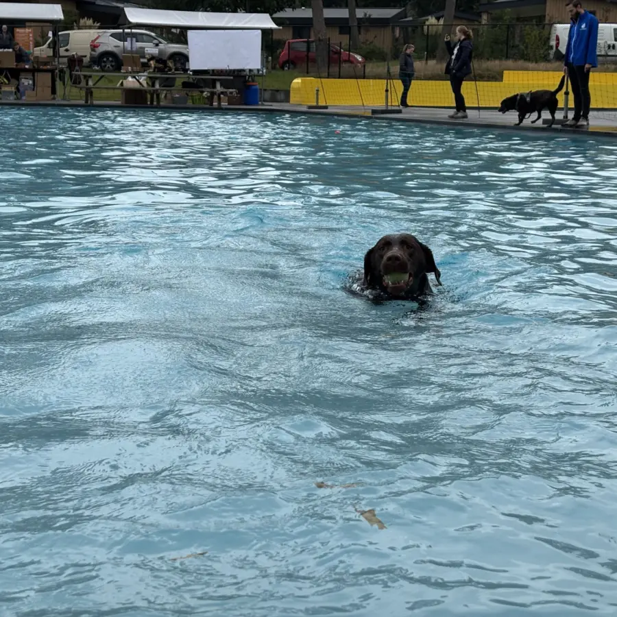 Hundecampingplatz Niederlande dog splash 6