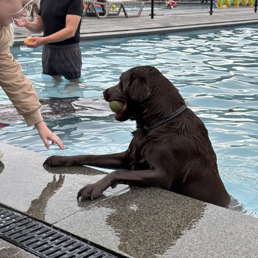 Hundecampingplatz Netherlands dog splash 12
