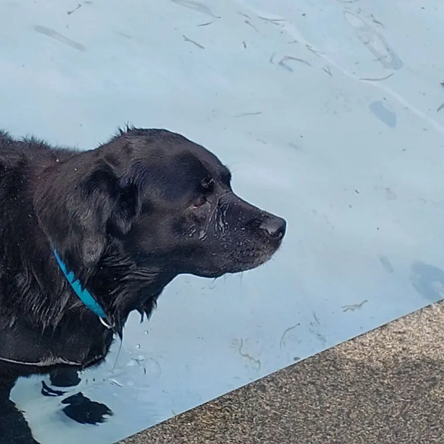 Hundecampingplatz Netherlands dog splash 17