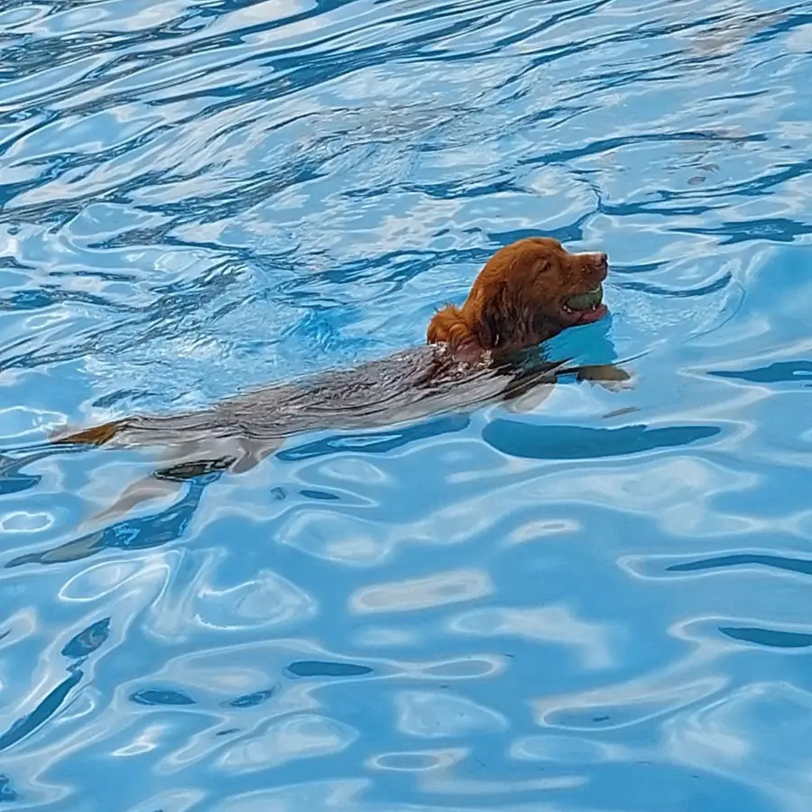 Hundecampingplatz Netherlands dog splash 19
