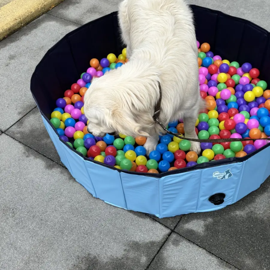 Hundecampingplatz Netherlands dog splash 24