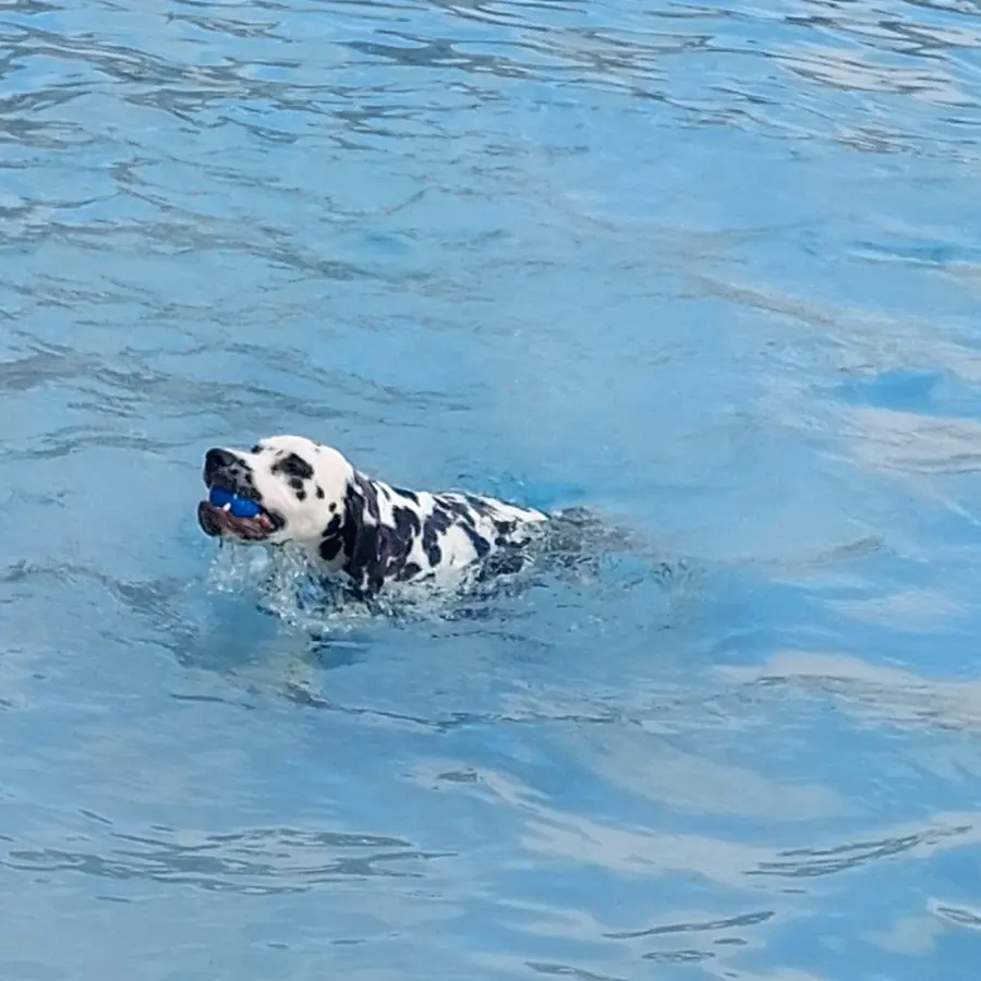 Hundecamping Niederlande dog splash 25