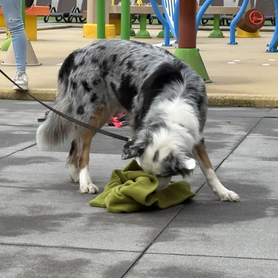 Hundecampingplatz Netherlands dog splash 26