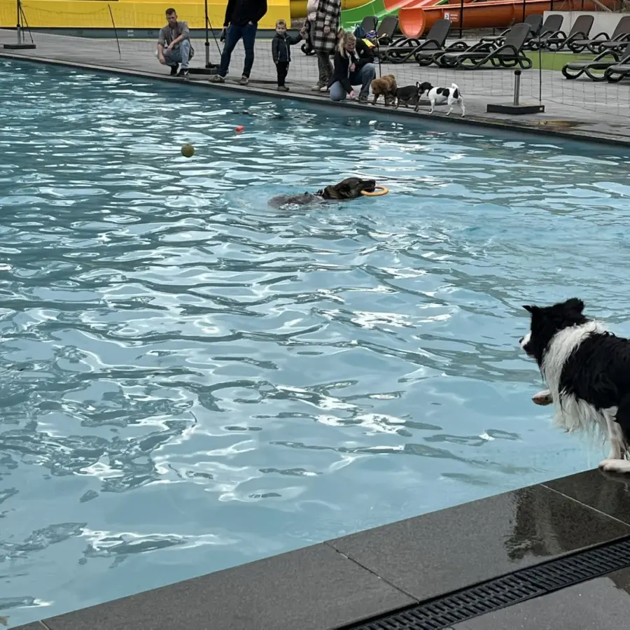 Hundecampingplatz Netherlands dog splash 28