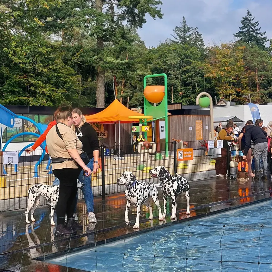 Hundecampingplatz Netherlands dog splash 29