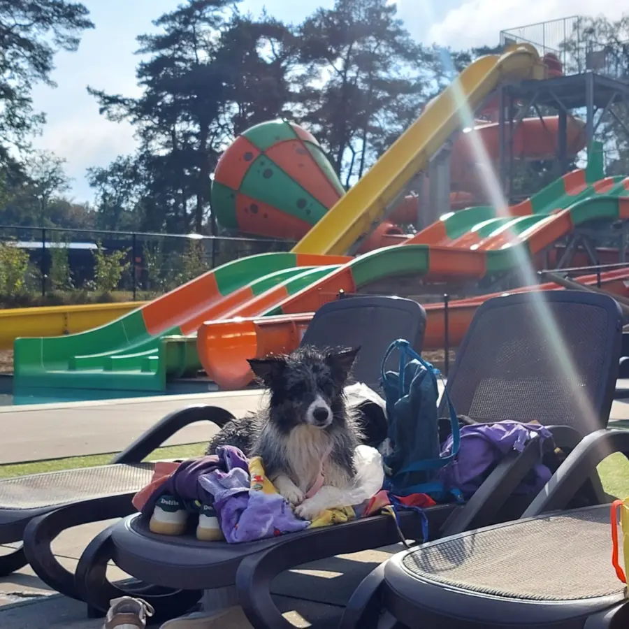 Hundecampingplatz Netherlands dog splash 32