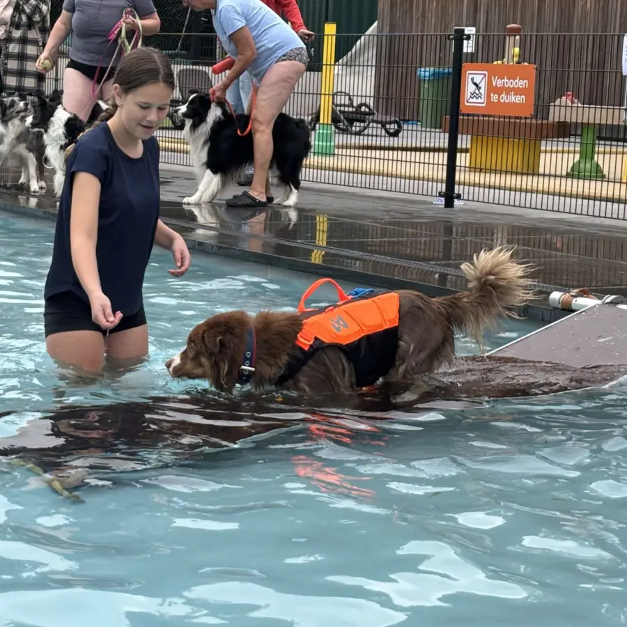 Hundecampingplatz Netherlands dog splash 44