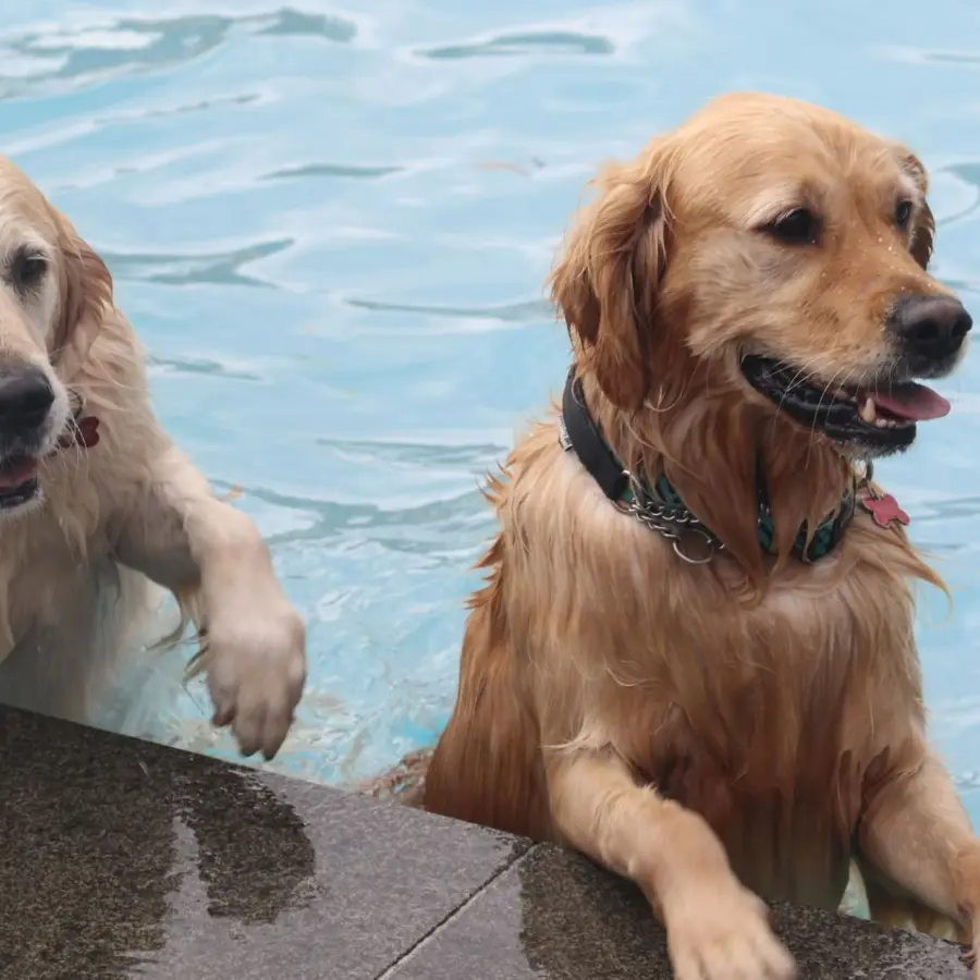 Hundecampingplatz Netherlands dog splash 59