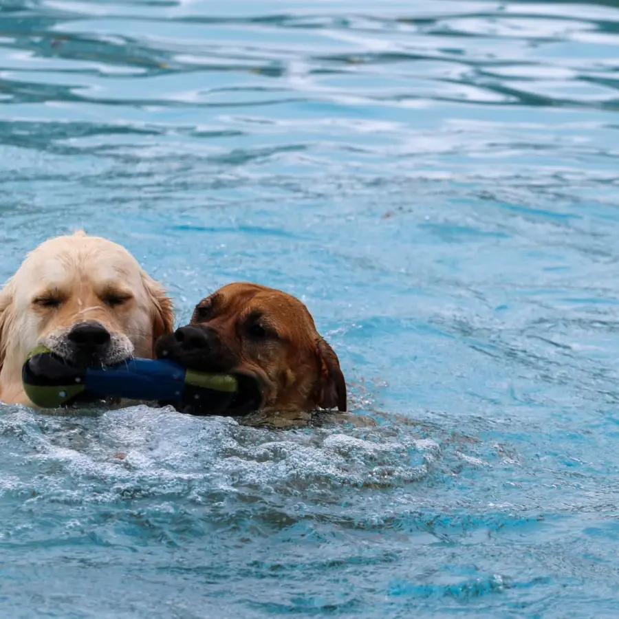 Hundecamping Niederlande dog splash 63
