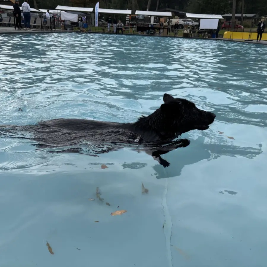 Hundecampingplatz Netherlands dog splash 110