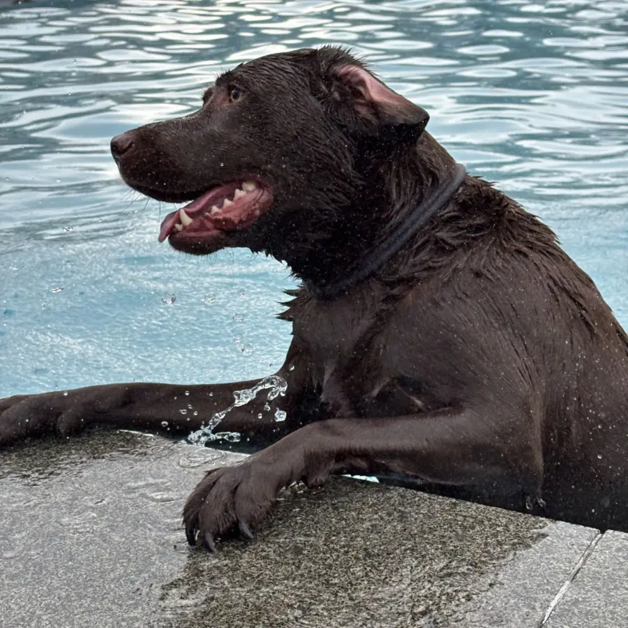 Hundecamping Niederlande Hund splash 116