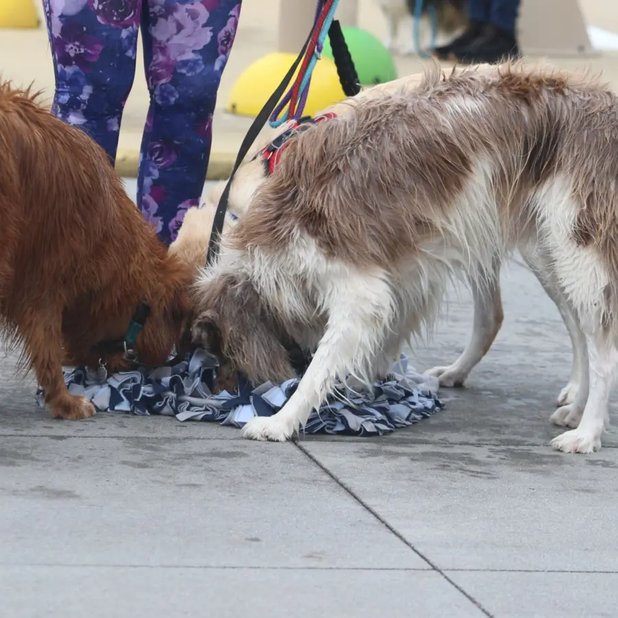 Hundecampingplatz Niederlande dog splash 1