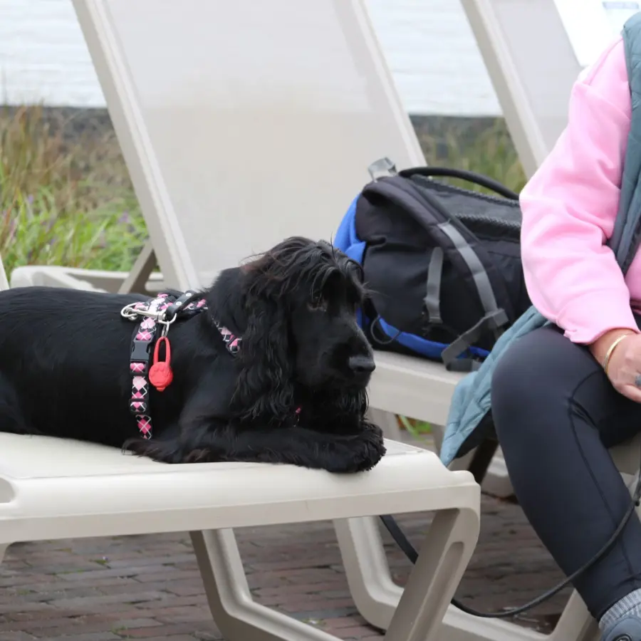 Hundecampingplatz Netherlands dog splash 9