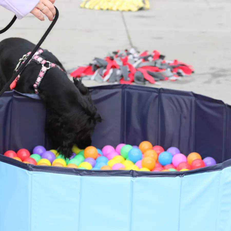 Hundecampingplatz Niederlande dog splash 11