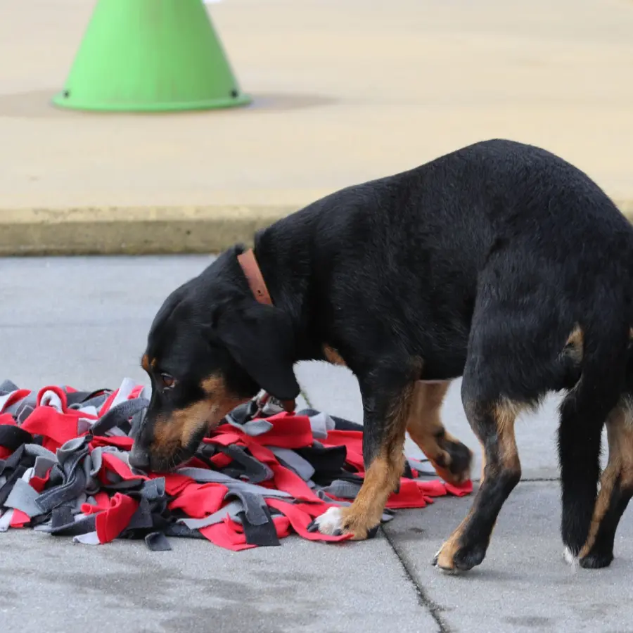 Hundecampingplatz Netherlands dog splash 14