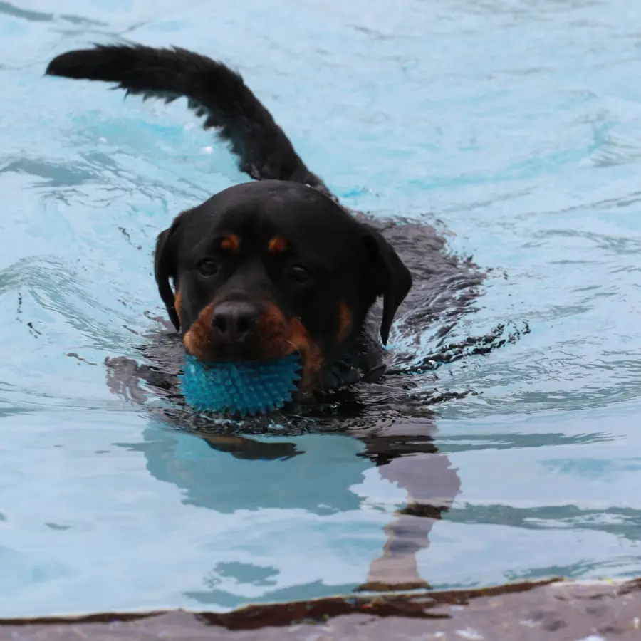 Hundecampingplatz Netherlands dog splash 16