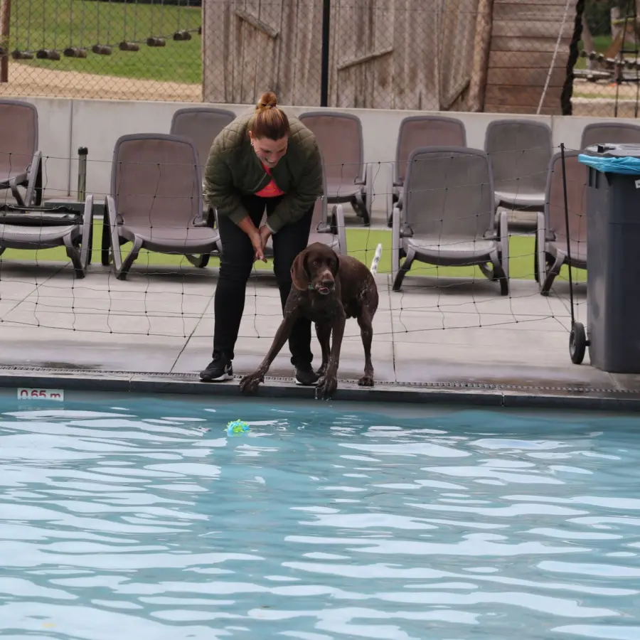 Hundecamping Niederlande Hund splash 20