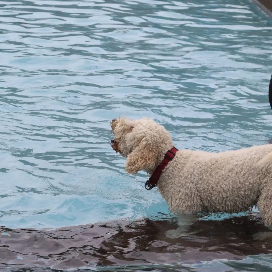 Hundecamping Niederlande dog splash 25