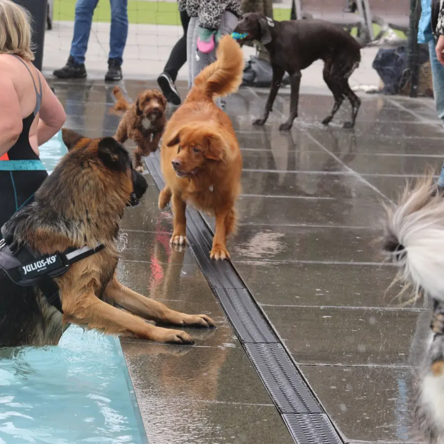Hundecampingplatz Netherlands dog splash 37