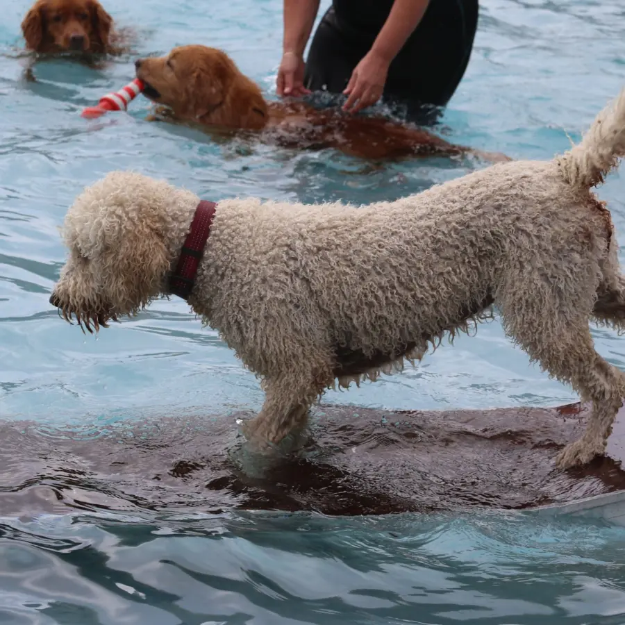 Hundecampingplatz Netherlands dog splash 38
