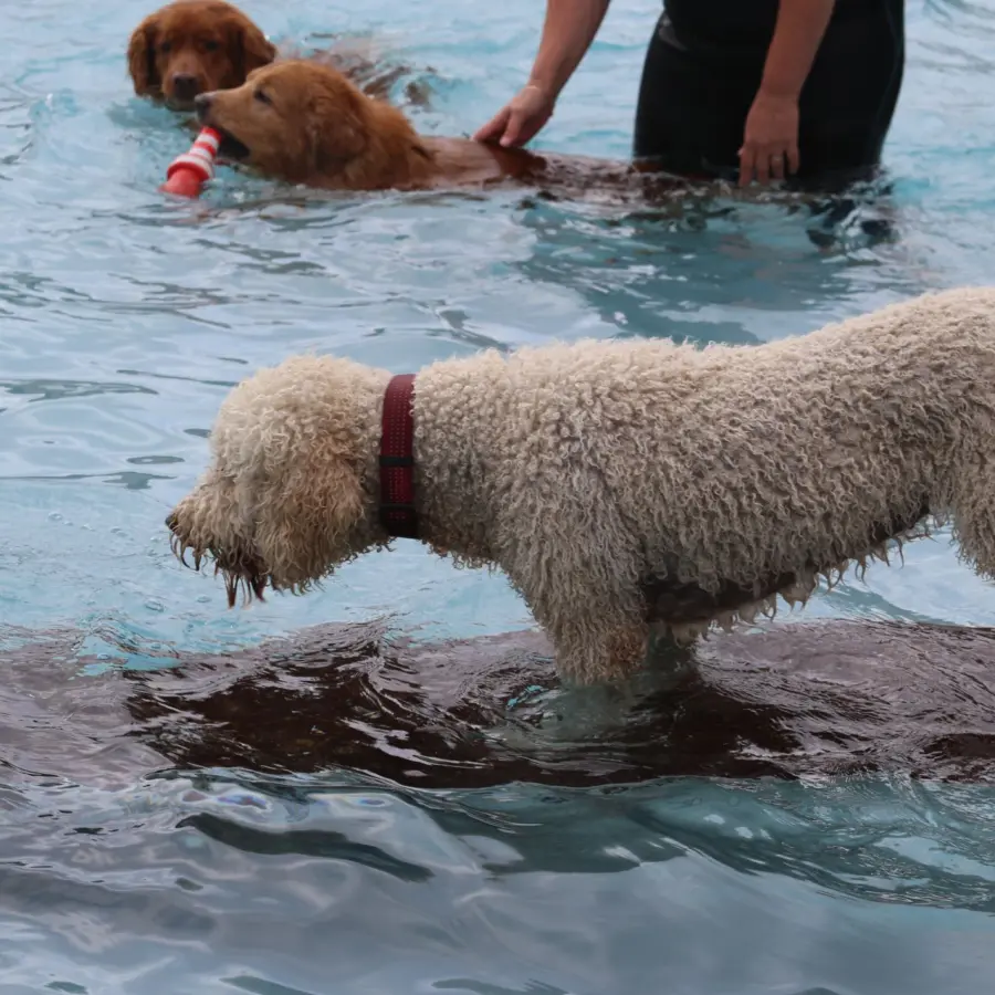 Hundecamping Niederlande dog splash 40