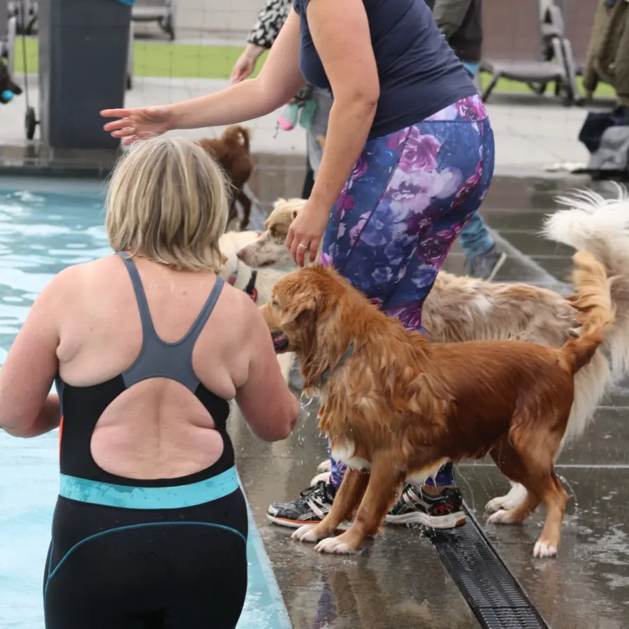 Hundecampingplatz Netherlands dog splash 41