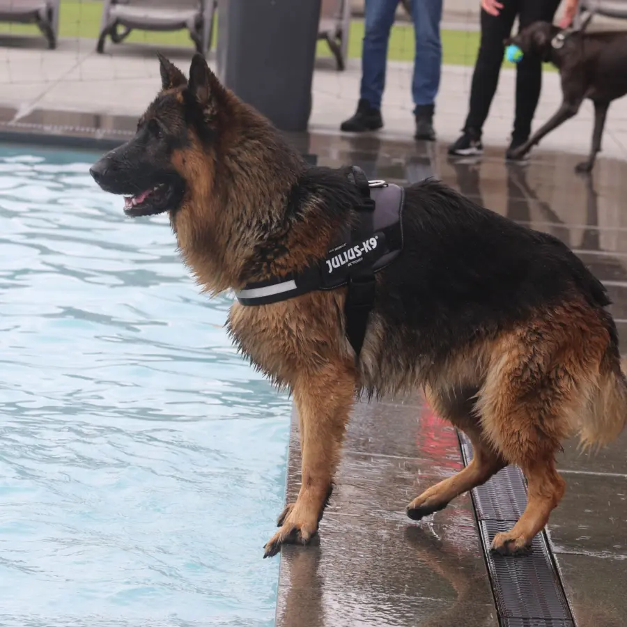Hundecampingplatz Netherlands dog splash 43