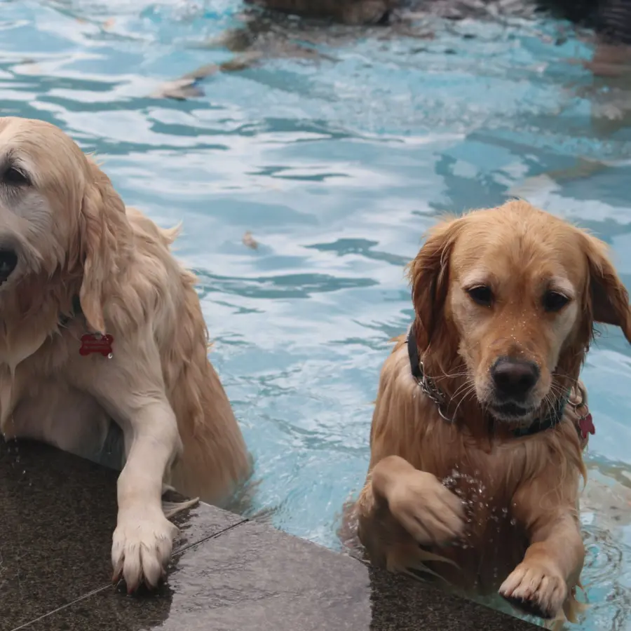 Hundecampingplatz Netherlands dog splash 44