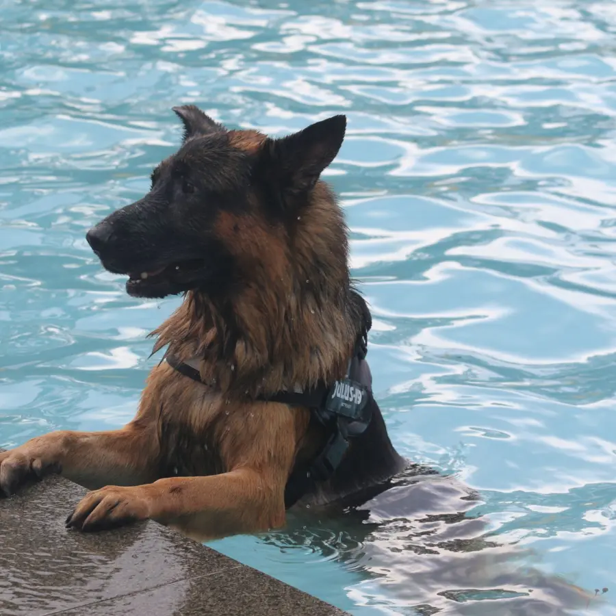 Hundecampingplatz Netherlands dog splash 45