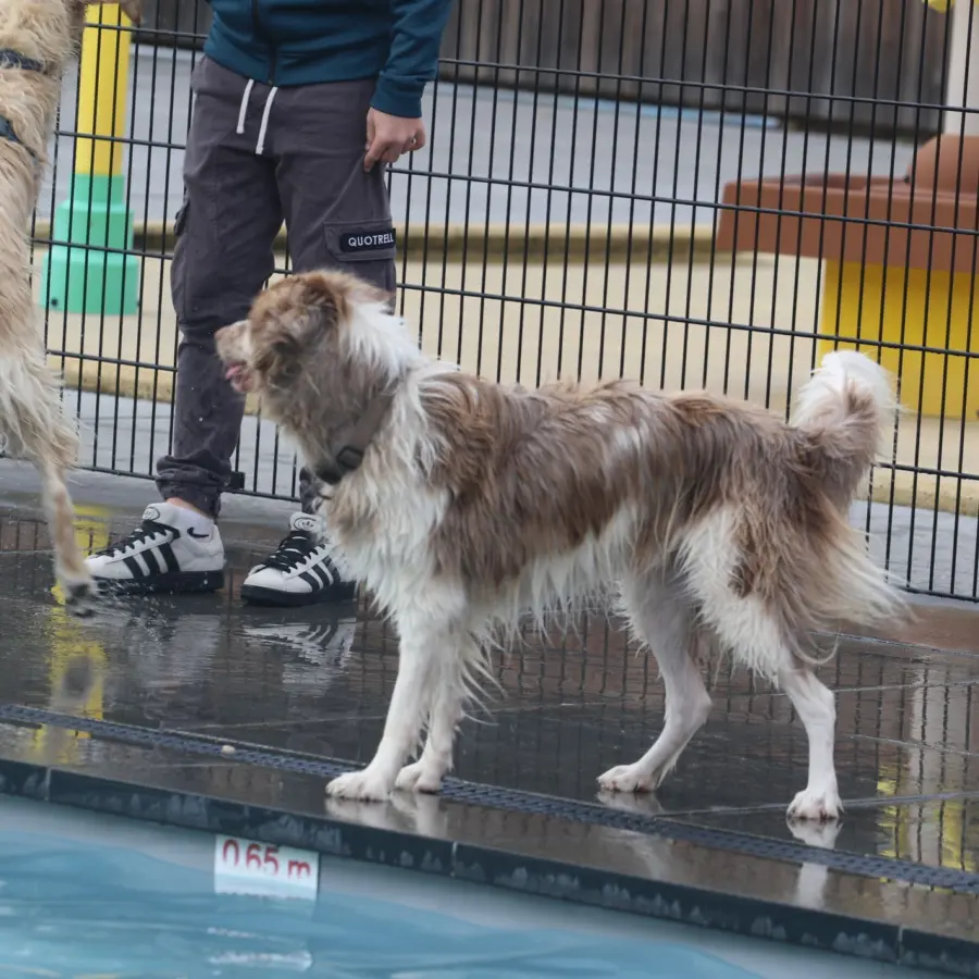 Hundecampingplatz Netherlands dog splash 46