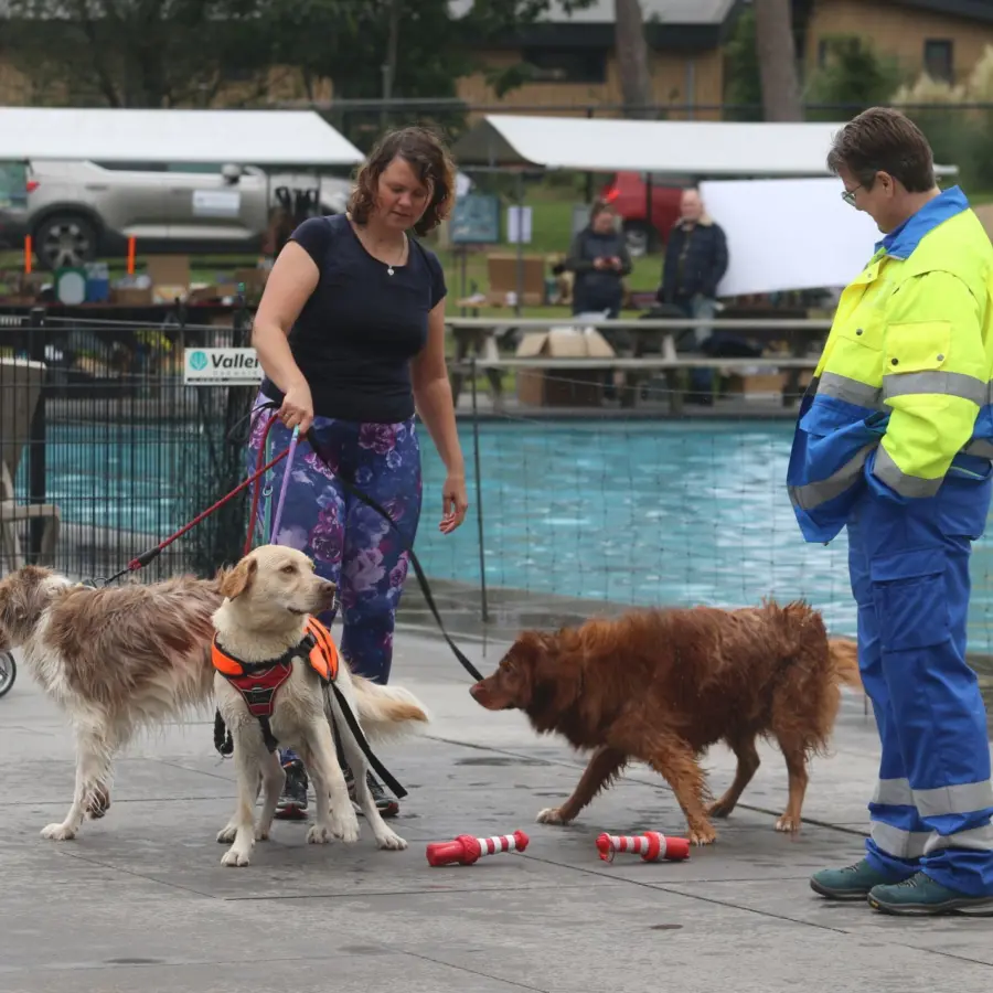 Hundecampingplatz Netherlands dog splash 59