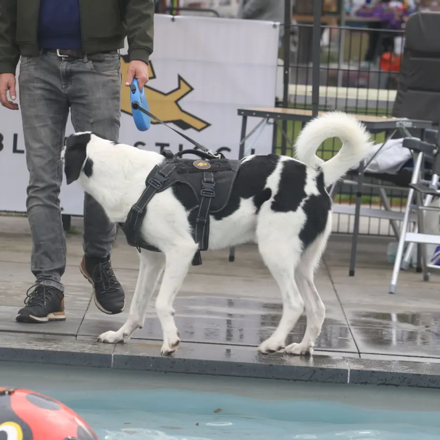 Hundecampingplatz Netherlands dog splash 53