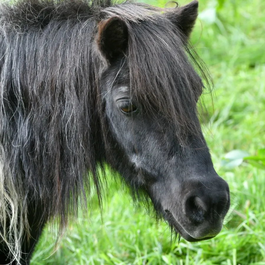 Ferienpark mit Pflegepony Ommen 32