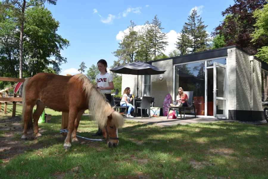 Pony-Ferienpark Ommen 11